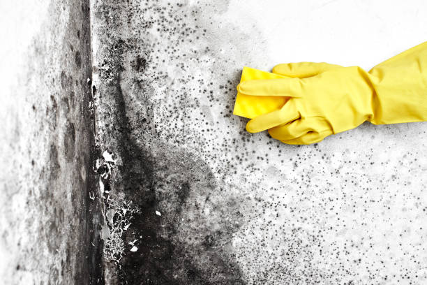 Best Crawl Space Mold Removal  in Lakeview, NY