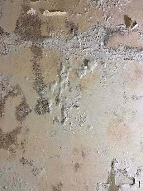Best Mold Testing and Removal  in Lakeview, NY