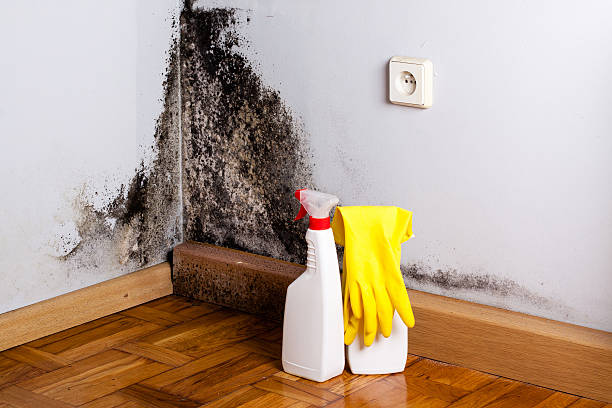Attic Mold Removal in Lakeview, NY