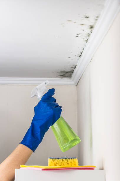 Best Crawl Space Mold Removal  in Lakeview, NY