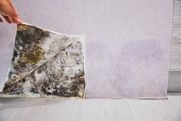 Mold Removal and Inspection in Lakeview, NY